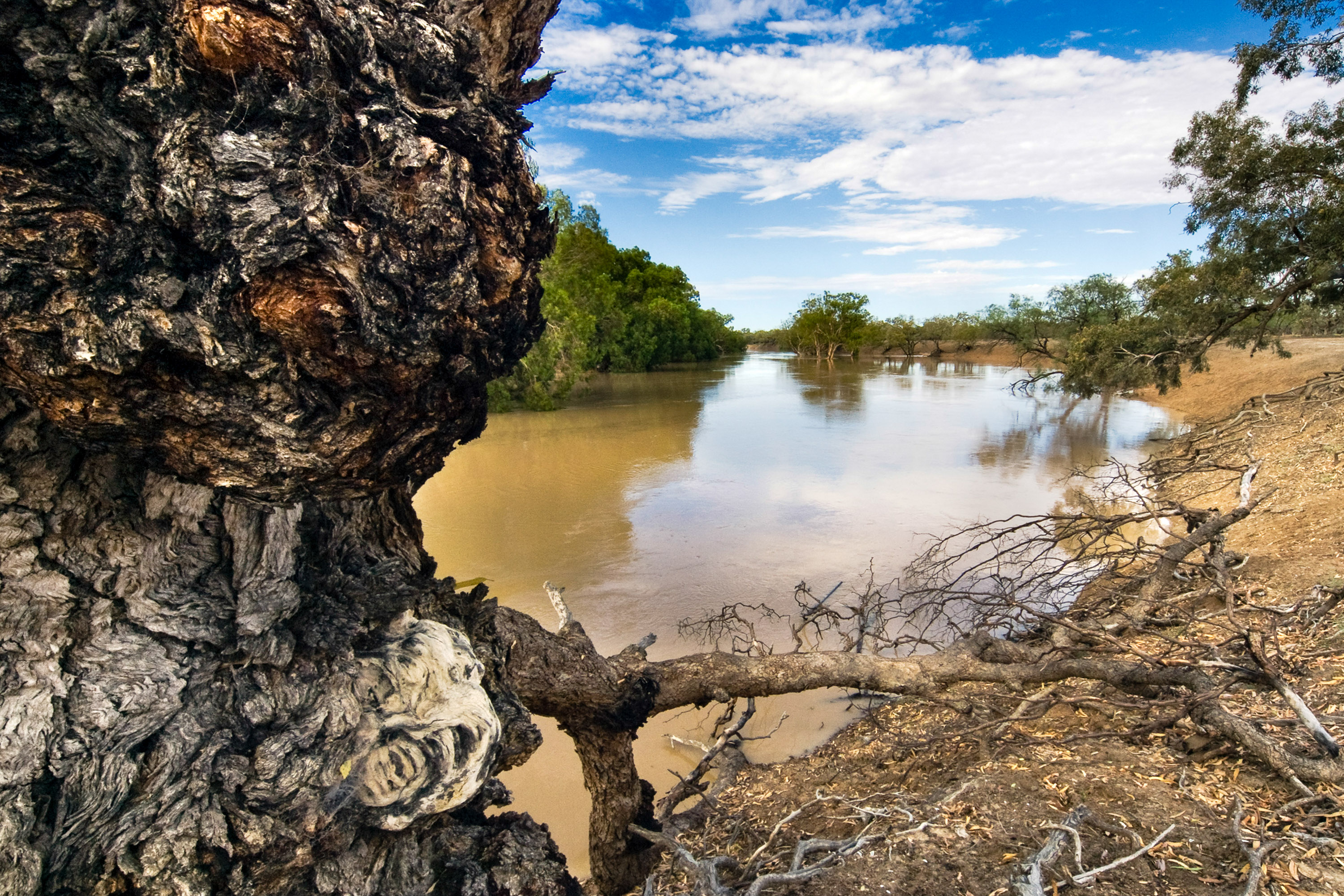 Darling River high-flow at Louth, Outback NSW, Australia