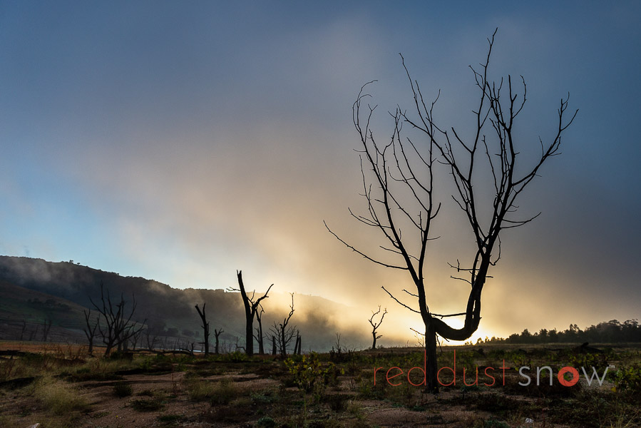 As the sun rises over the hills of the upper Murray River, a tree on the banks of Lake Hume is silhouetted against the early morning cloud. Upper Murray, Victoria, Australia